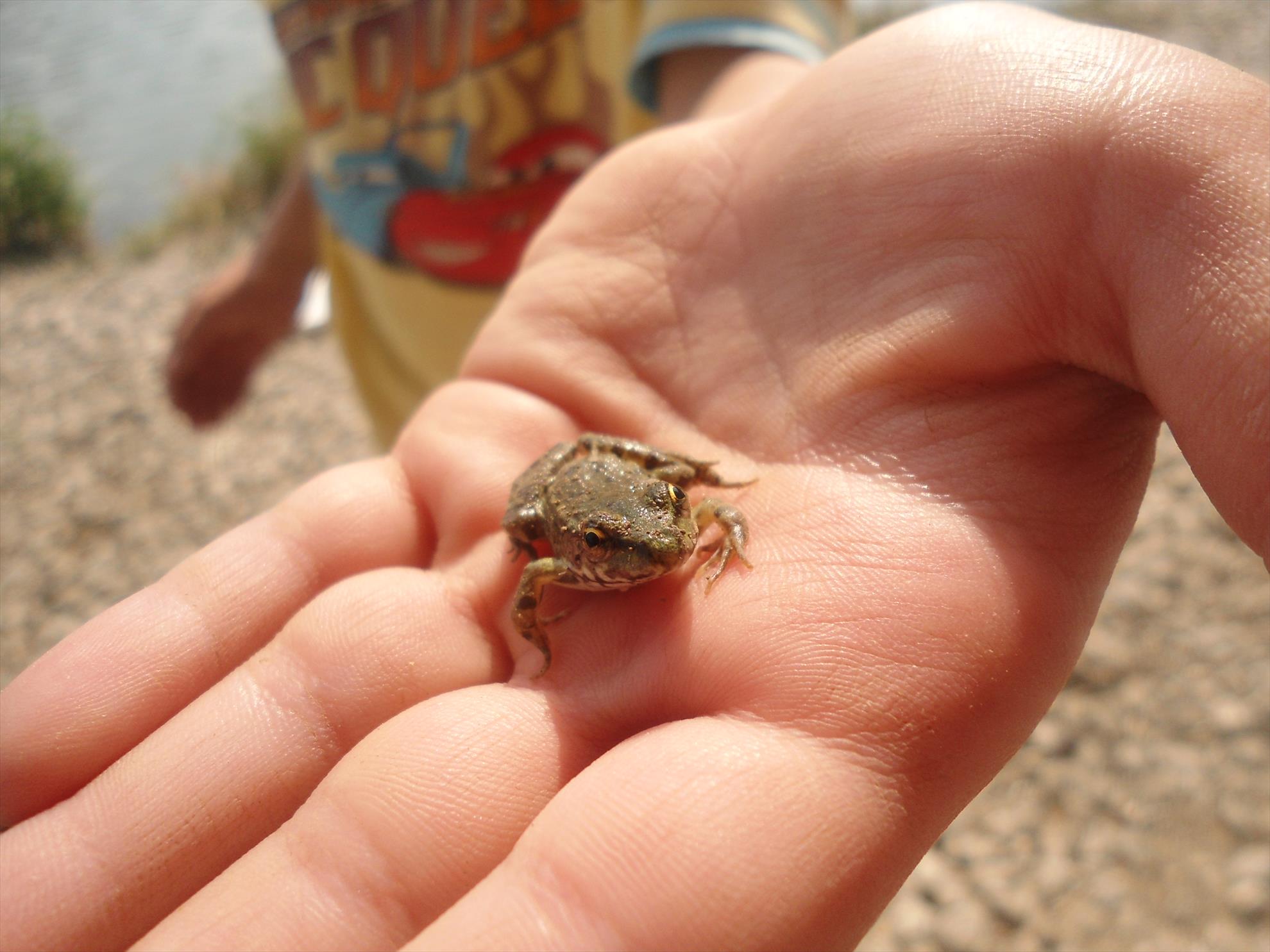 Valea Morii Budila 22 - 22 aug. - dsc02902.JPG